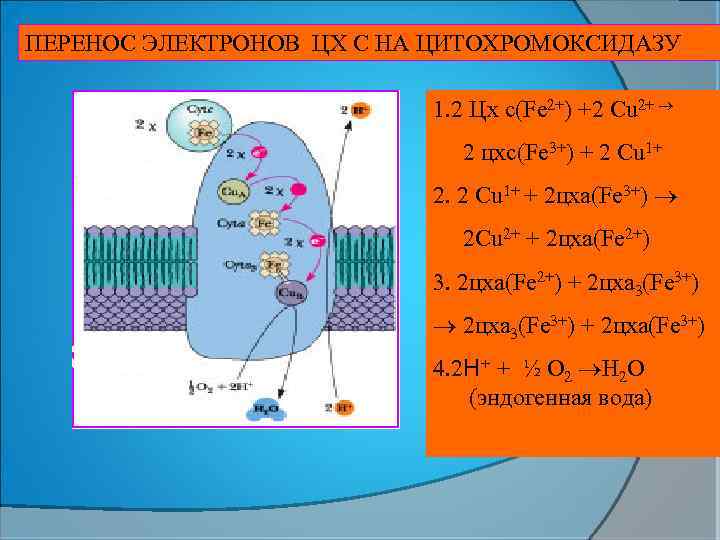 ПЕРЕНОС ЭЛЕКТРОНОВ ЦХ С НА ЦИТОХРОМОКСИДАЗУ 1. 2 Цх с(Fe 2+) +2 Cu 2+