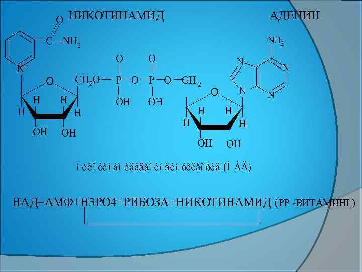 НИКОТИНАМИД АДЕНИН НАД=АМФ+Н 3 РО 4+РИБОЗА+НИКОТИНАМИД (РР -ВИТАМИНІ ) 