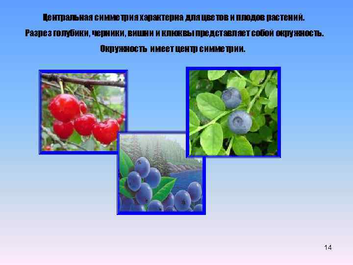 Центральная симметрия характерна для цветов и плодов растений. Разрез голубики, черники, вишни и клюквы