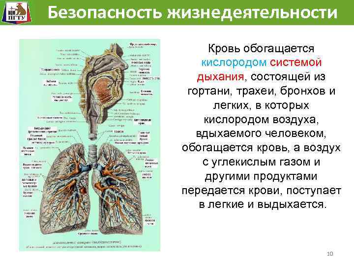 Безопасность жизнедеятельности Человек как сложная механическая, биологическая, химическая система. Кровь обогащается кислородом системой дыхания,