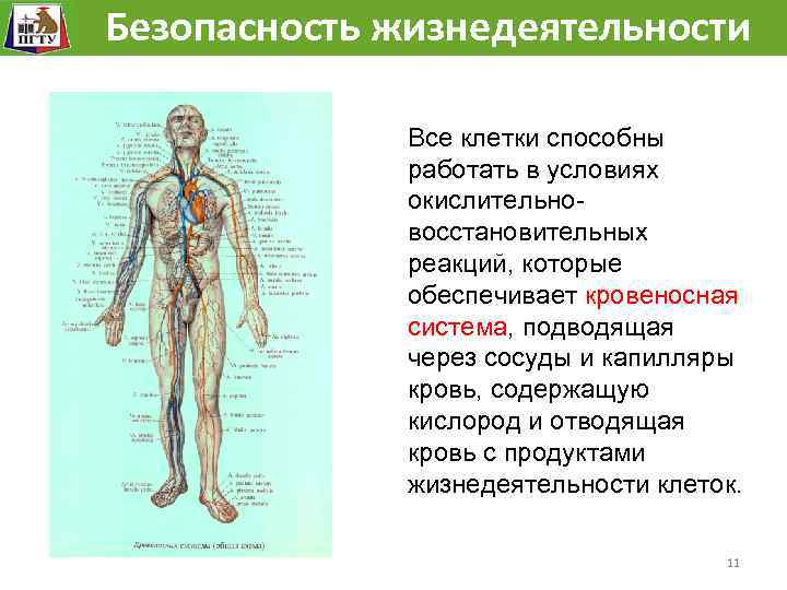 Безопасность жизнедеятельности Человек как сложная механическая, биологическая, химическая система. Все клетки способны работать в
