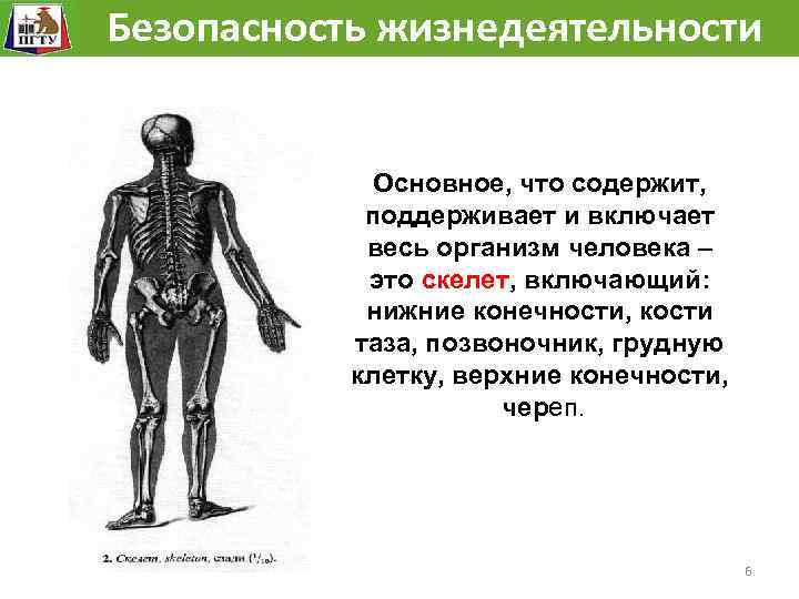 Общий план строения человека и процессы жизнедеятельности