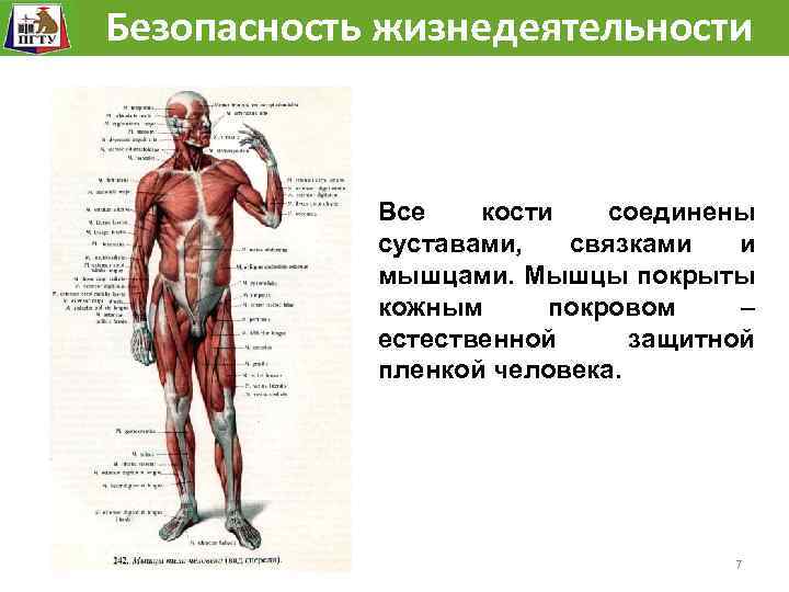 Системы жизнедеятельности человека презентация