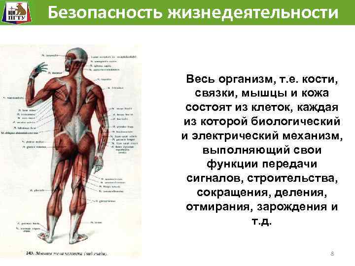 Безопасность жизнедеятельности Человек как сложная механическая, биологическая, химическая система. Весь организм, т. е. кости,