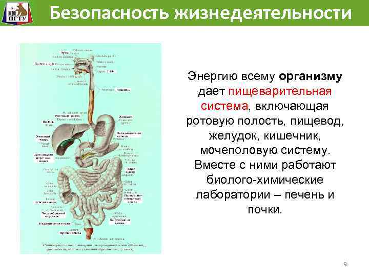 Безопасность жизнедеятельности Человек как сложная механическая, биологическая, химическая система. Энергию всему организму дает пищеварительная