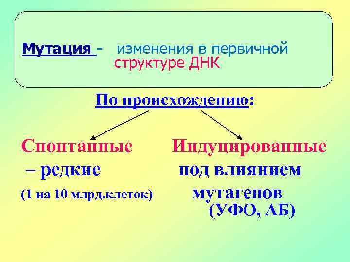 Мутация - изменения в первичной структуре ДНК По происхождению: Спонтанные – редкие (1 на