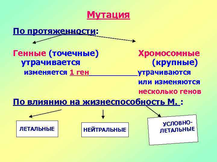 Мутация По протяженности: Генные (точечные) утрачивается Хромосомные (крупные) изменяется 1 ген утрачиваются или изменяются