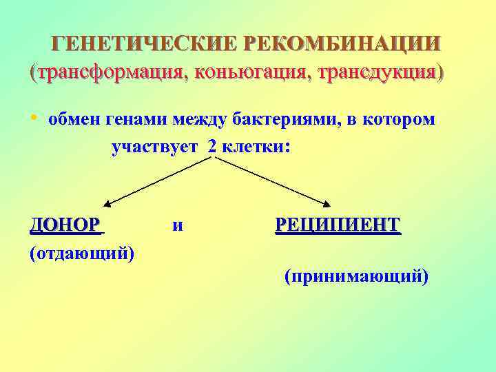 Генетическая рекомбинация