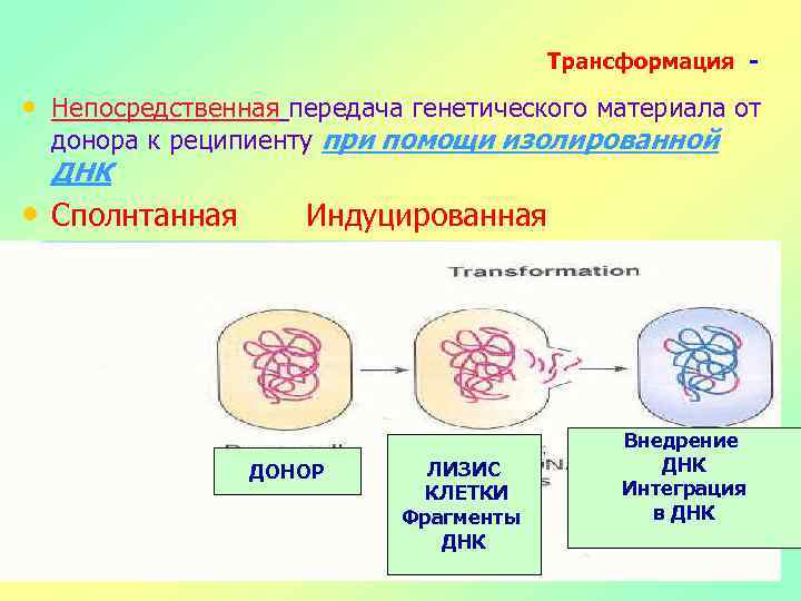 Трансформация - • Непосредственная передача генетического материала от донора к реципиенту при помощи изолированной