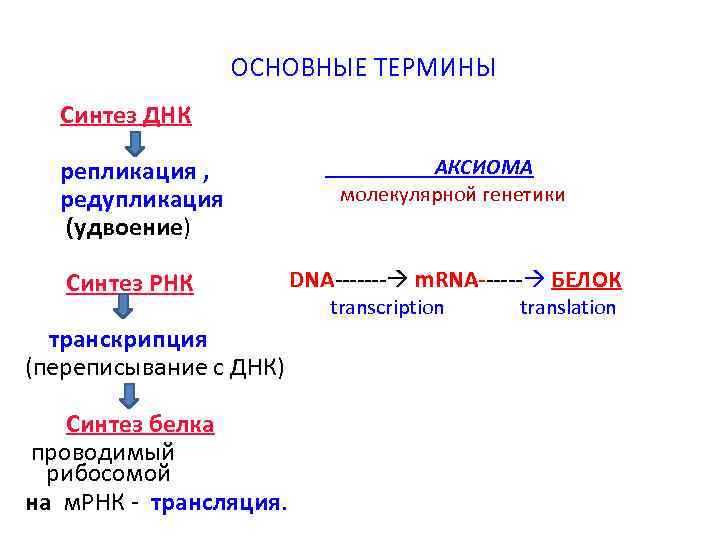 Процесс синтеза днк