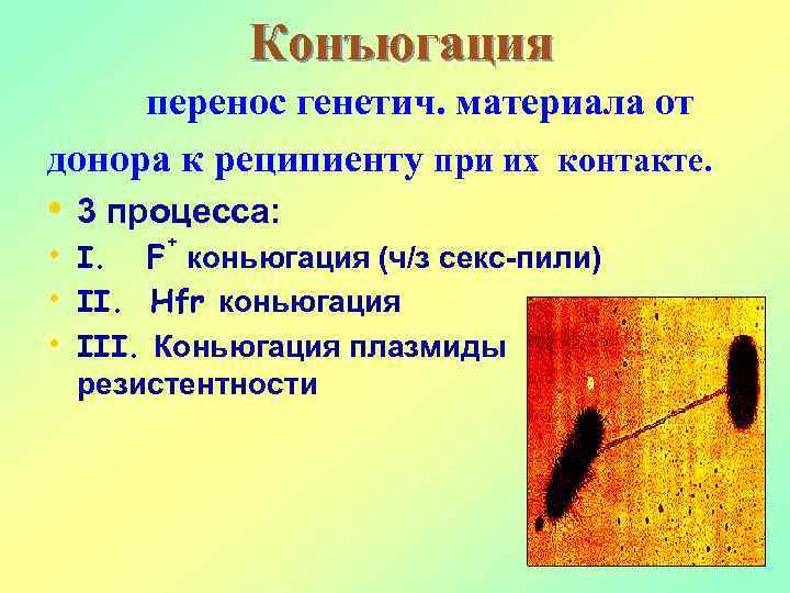 Конъюгация перенос генетич. материала от донора к реципиенту при их контакте. • 3 процесса: