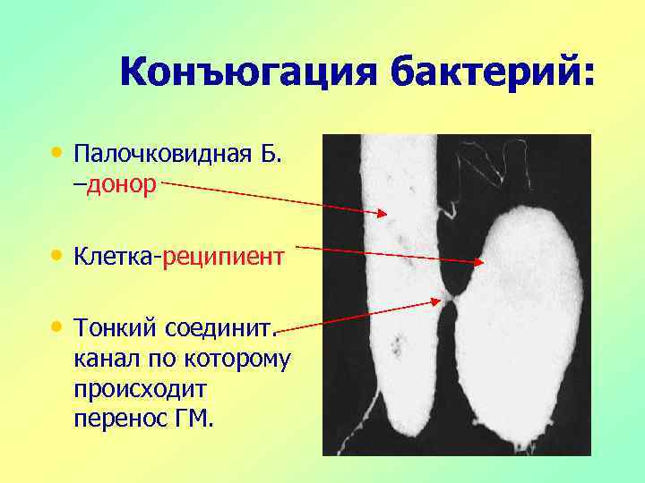 Конъюгация бактерий: • Палочковидная Б. –донор • Клетка-реципиент • Тонкий соединит. канал по которому
