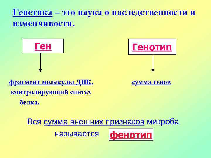 Генетика – это наука о наследственности и изменчивости. Ген фрагмент молекулы ДНК, контролирующий синтез