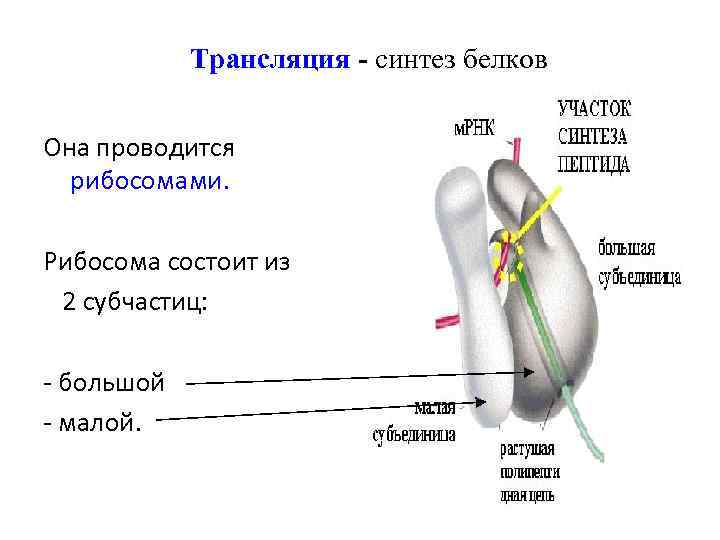 Трансляция - синтез белков Она проводится рибосомами. Рибосома состоит из 2 субчастиц: - большой