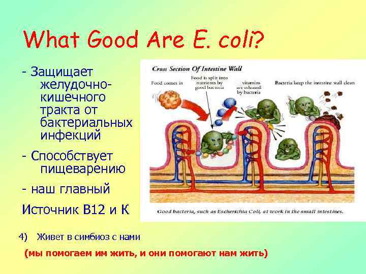 What Good Are E. coli? - Защищает желудочнокишечного тракта от бактериальных инфекций - Способствует