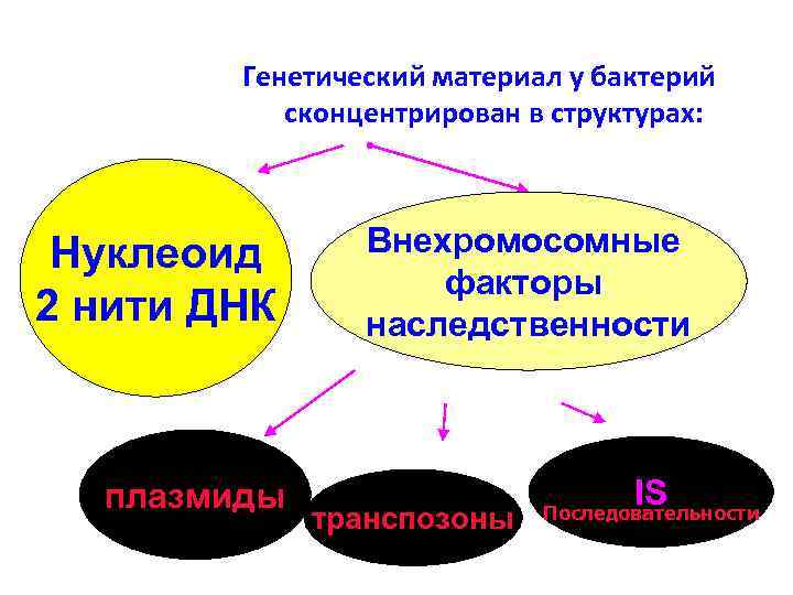 Генетический материал у бактерий сконцентрирован в структурах: Нуклеоид 2 нити ДНК плазмиды Внехромосомные факторы
