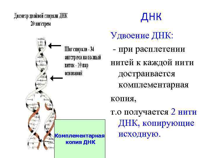 ДНК Комплементарная копия ДНК Удвоение ДНК: - при расплетении нитей к каждой нити достраивается