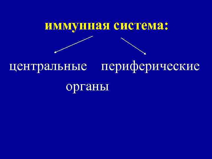 иммунная система: центральные периферические органы 