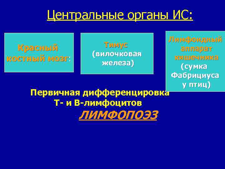  Центральные органы ИС: Красный костный мозг: Тимус (вилочковая железа) Лимфоидный аппарат кишечника (сумка
