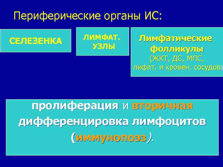 Периферические органы ИС: СЕЛЕЗЕНКА ЛИМФАТ. УЗЛЫ Лимфатические фолликулы (ЖКТ, ДС, МПС, лифат. и кровен.