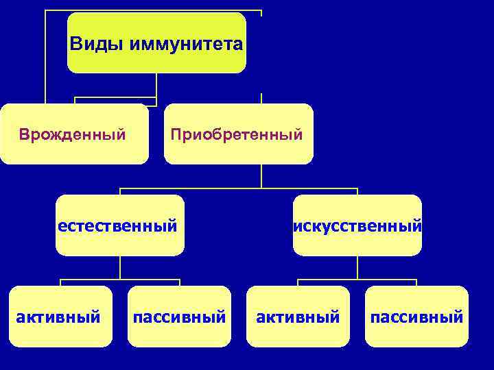 Виды иммунитета Врожденный Приобретенный естественный активный пассивный искусственный активный пассивный 