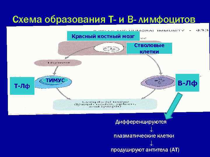 Схема образования Т- и В- лимфоцитов Красный костный мозг Стволовые клетки Т-Лф ТИМУС В-Лф