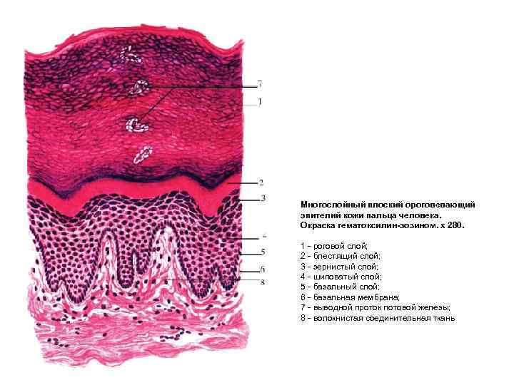 Многослойный плоский ороговевающий эпителий кожи пальца человека. Окраска гематоксилин-эозином. х 280. 1 роговой слой;