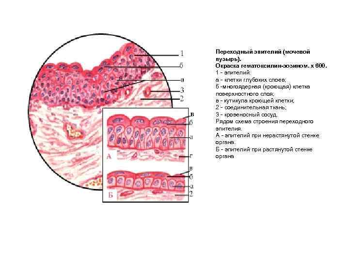 Переходный эпителий (мочевой пузырь). Окраска гематоксилин-эозином. х 600. 1 эпителий: а клетки глубоких слоев;