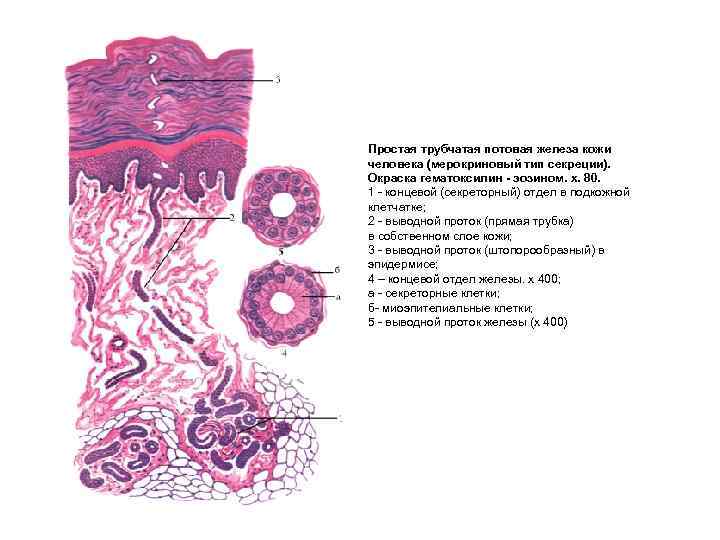 Простая трубчатая потовая железа кожи человека (мерокриновый тип секреции). Окраска гематоксилин - эозином. x.