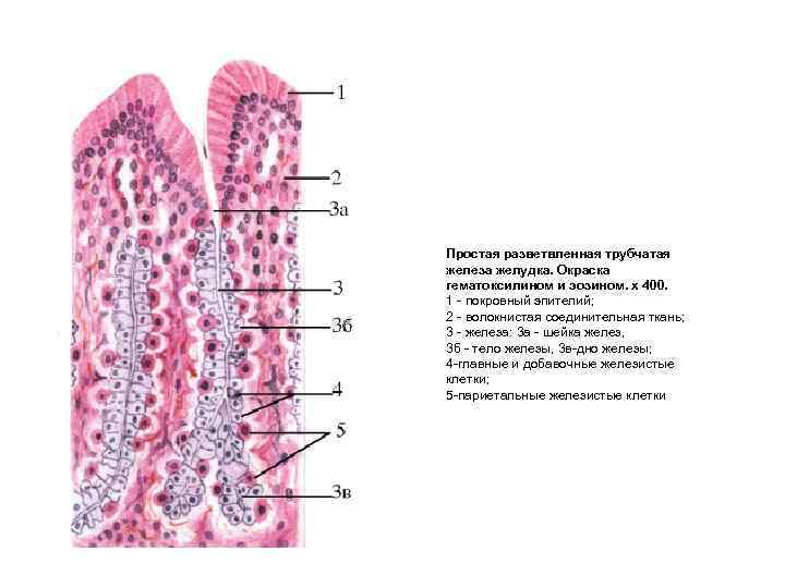 Простая разветвленная трубчатая железа желудка. Окраска гематоксилином и эозином. х 400. 1 покровный эпителий;