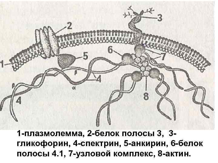 1 -плазмолемма, 2 -белок полосы 3, 3 гликофорин, 4 -спектрин, 5 -анкирин, 6 -белок