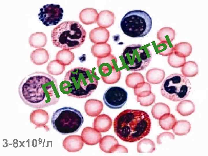 й е Л 3 -8 х109/л ы т и ц о к 