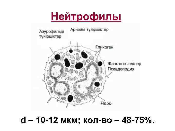 Нейтрофилы d – 10 -12 мкм; кол-во – 48 -75%. 