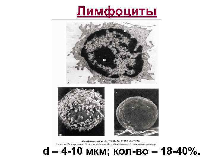 Лимфоциты d – 4 -10 мкм; кол-во – 18 -40%. 