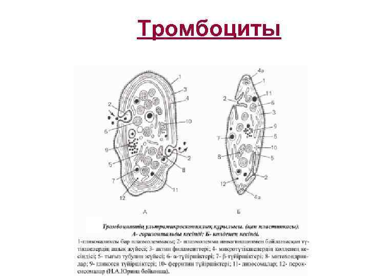Тромбоциты 