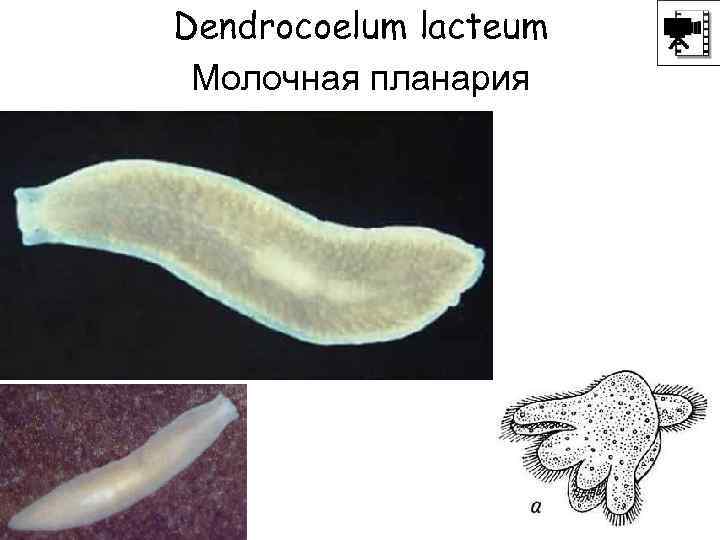 Dendrocoelum lacteum Молочная планария 