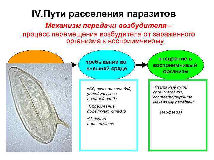 IV. Пути расселения паразитов Механизм передачи возбудителя – процесс перемещения возбудителя от зараженного организма
