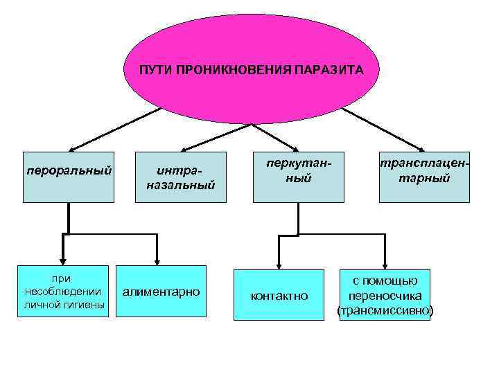 ПУТИ ПРОНИКНОВЕНИЯ ПАРАЗИТА пероральный при несоблюдении личной гигиены интраназальный алиментарно перкутанный контактно трансплацентарный с