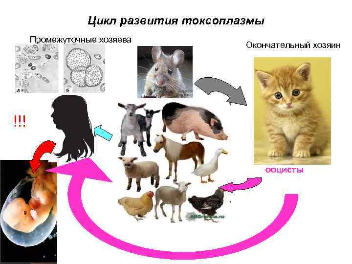 Цикл развития токсоплазмы Промежуточные хозяева Окончательный хозяин !!! ооцисты 