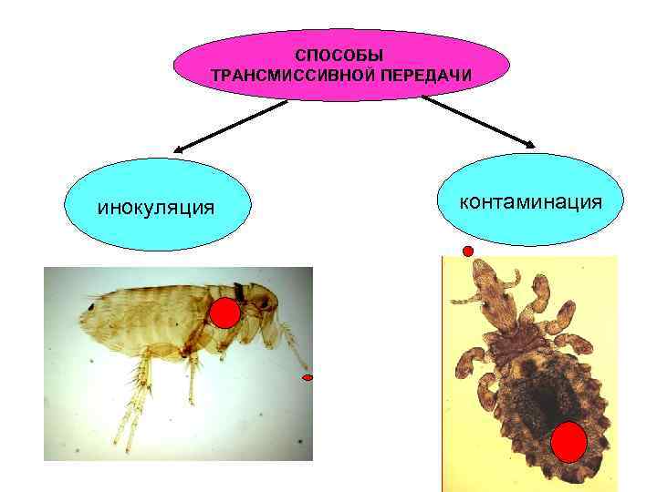 СПОСОБЫ ТРАНСМИССИВНОЙ ПЕРЕДАЧИ инокуляция контаминация 