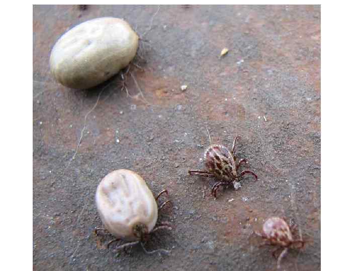 Иксодовые клещи 