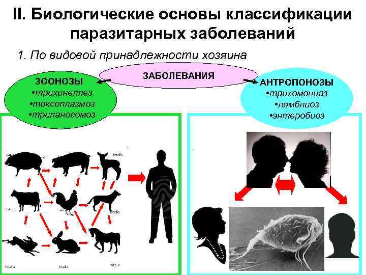 II. Биологические основы классификации паразитарных заболеваний 1. По видовой принадлежности хозяина ЗООНОЗЫ • трихинеллез