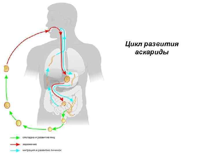 Цикл развития аскариды 