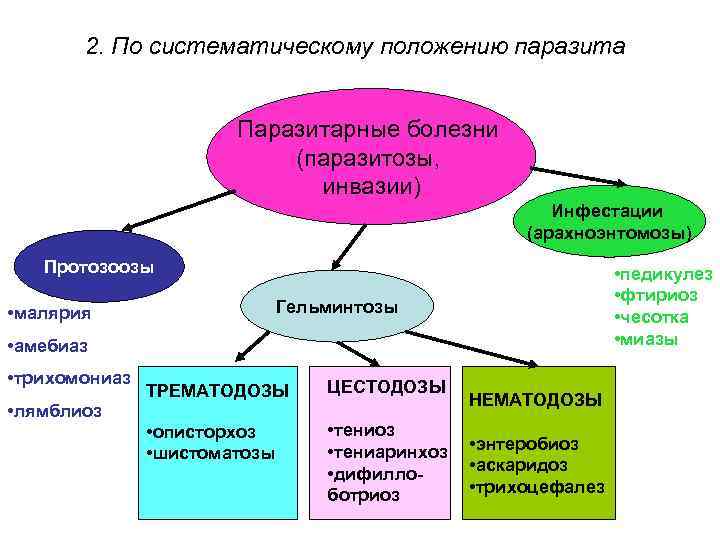 2. По систематическому положению паразита Паразитарные болезни (паразитозы, инвазии) Инфестации (арахноэнтомозы) Протозоозы • педикулез