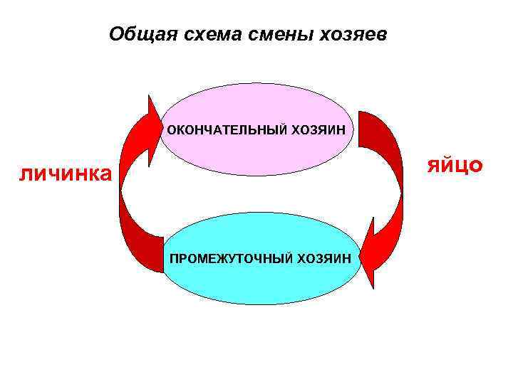 Общая схема смены хозяев ОКОНЧАТЕЛЬНЫЙ ХОЗЯИН яйцо личинка ПРОМЕЖУТОЧНЫЙ ХОЗЯИН 