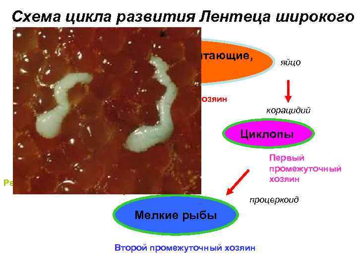 Схема цикла развития Лентеца широкого Рыбоядные млекопитающие, человек плероцеркоид яйцо Окончательный хозяин корацидий Крупные