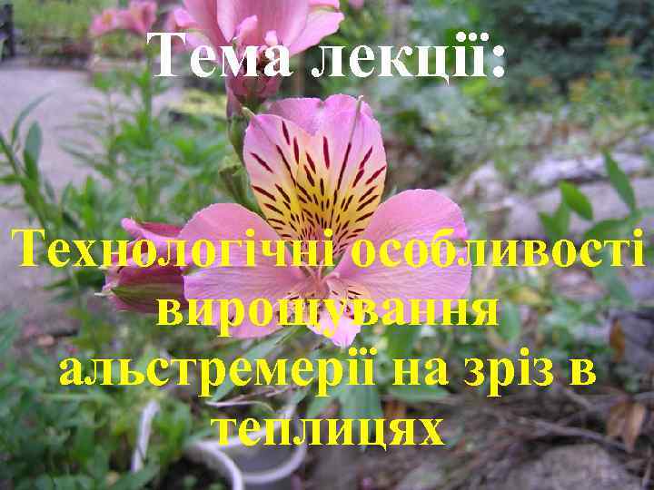 Тема лекції: Технологічні особливості вирощування альстремерії на зріз в теплицях 