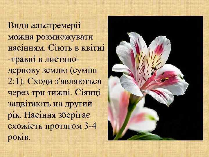 Види альстремеріі можна розмножувати насінням. Сіють в квітні -травні в листянодернову землю (суміш 2: