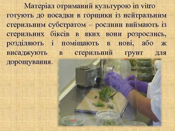 Матеріал отриманий культурою in vitro готують до посадки в горщики із нейтральним стерильним субстратом