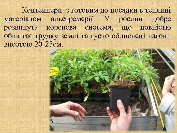 Контейнери з готовим до посадки в теплиці матеріалом альстремерії. У рослин добре розвинута коренева